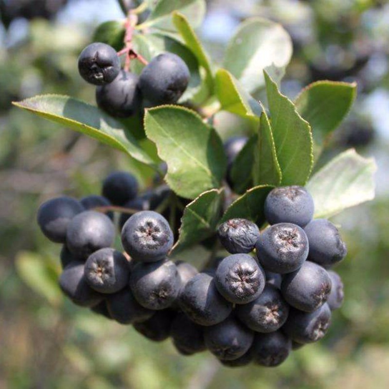 正规不老莓定接