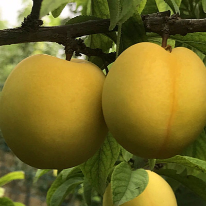 银川西梅李树幼苗