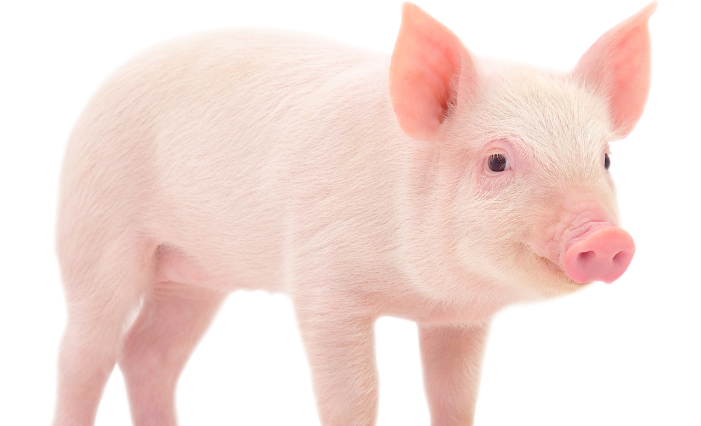 三元猪羔子适应环境