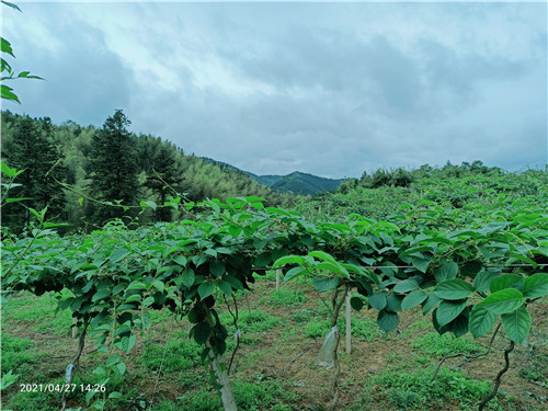 福建奇异莓苗出售-盛德软枣猕猴桃种植基地