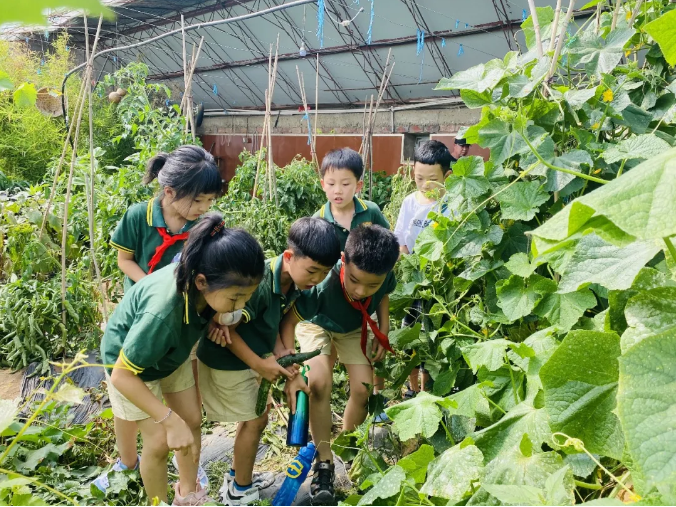 小学】自然探索|我们让孩子在蔬菜大棚里学到的知识,可不比在课堂上的