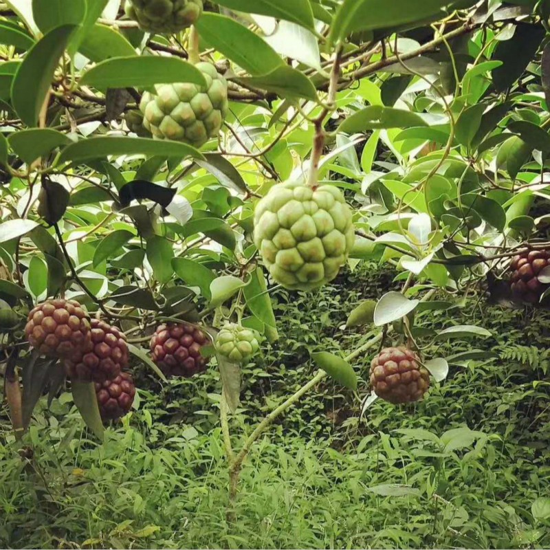 邵阳培育布福娜果