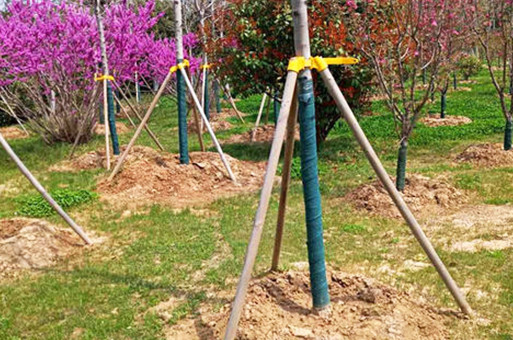 支撑方法的应用,树木支撑架对发展植树造林存活率充分发挥了关键功效