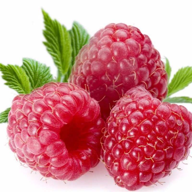 丽水秋萍红树莓