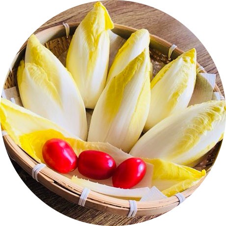 鄂尔多斯畅销玉兰菜根科学种植