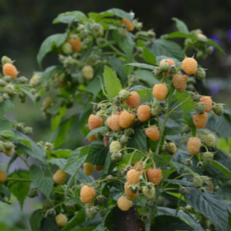 台州覆盆子苗子