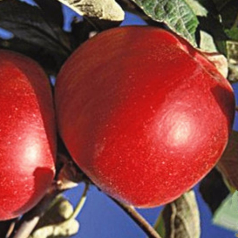 供应黑钻苹果大苗费用