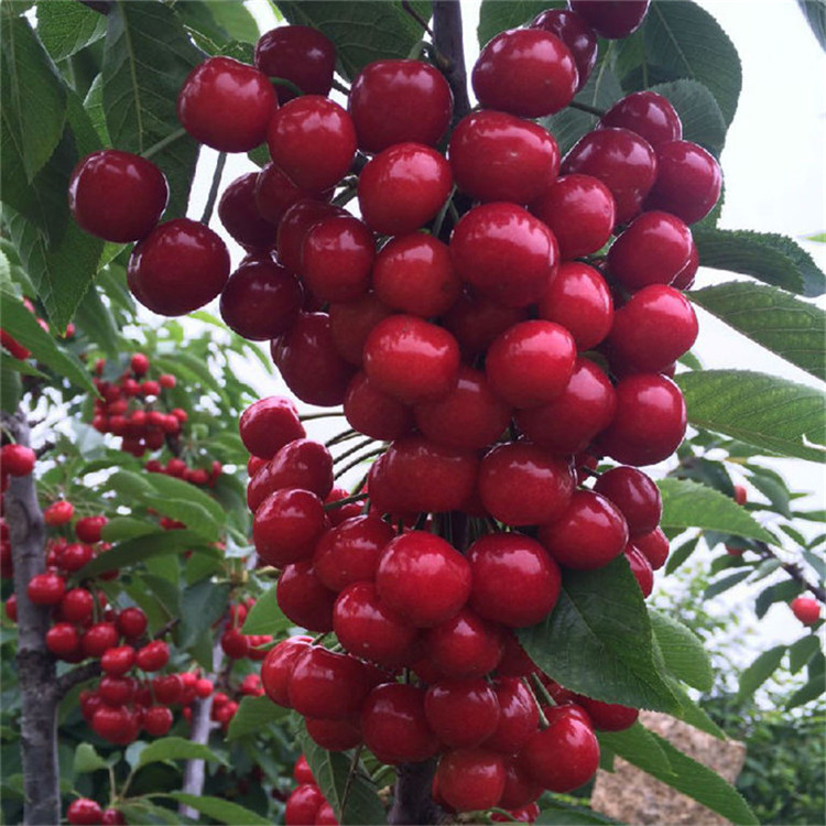 唐山苗圃出售福晨樱桃