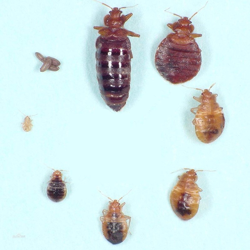 资中灭四害服务中心内江除四害费用四害治理价格