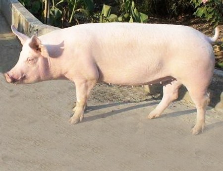 良杂猪羔子基地