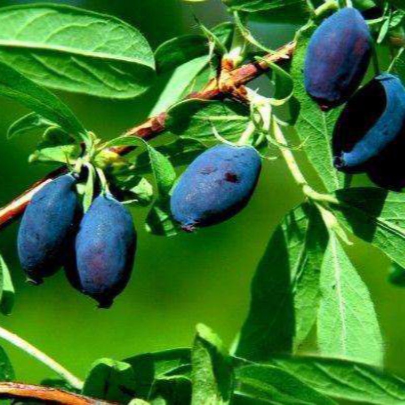 抚顺热门蓝果忍冬树