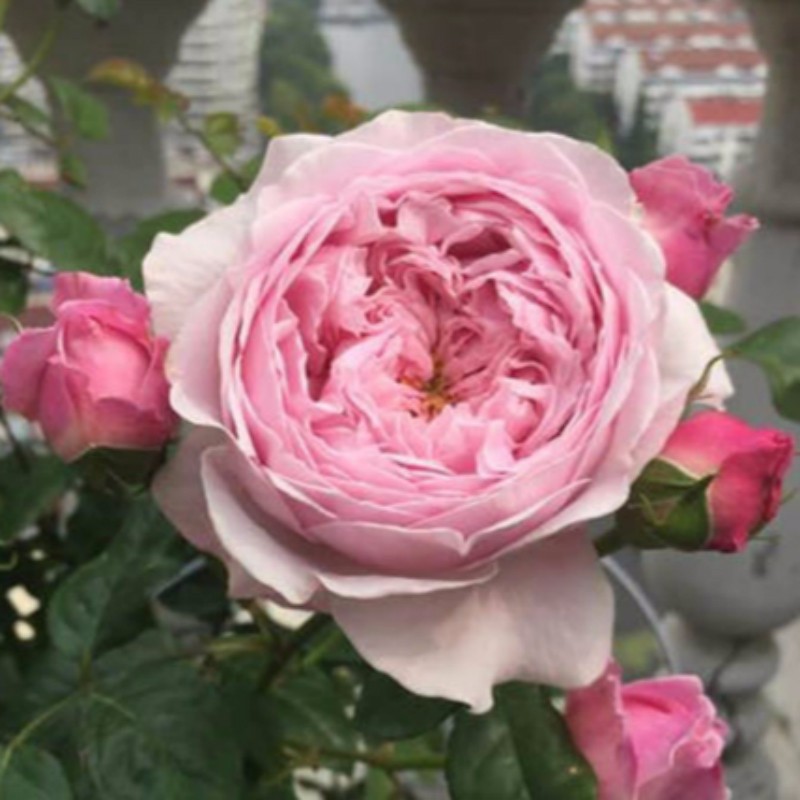 酒泉耐寒月季露地栽培的月季,由于管理不当植株生长过旺造成徒长,会