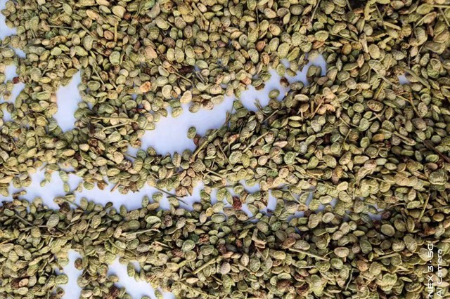 河北杨柴种子-鄂尔多斯市沃源生态建设有限责任公司