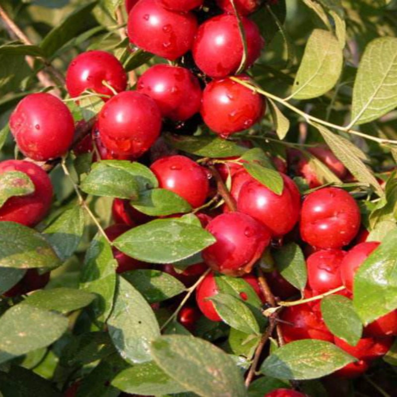 海东生产欧李品种