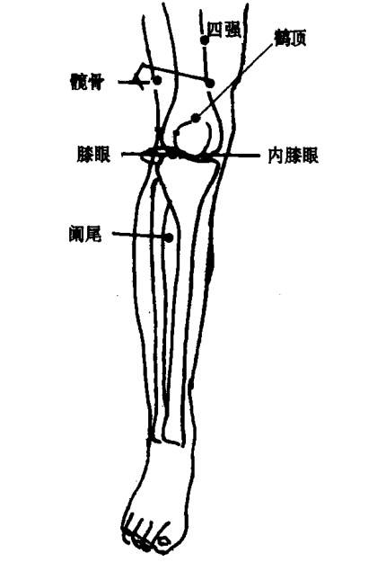膝眼穴的作用与功效_准确位置,取穴方法与针刺方法