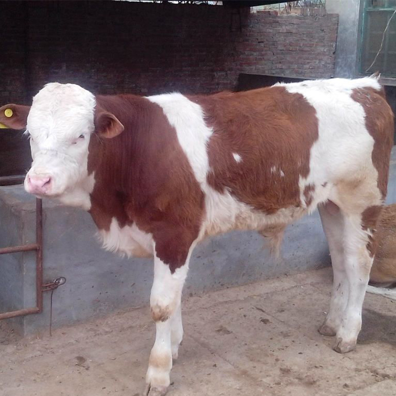 兰州成年西门塔尔牛现货供应优良