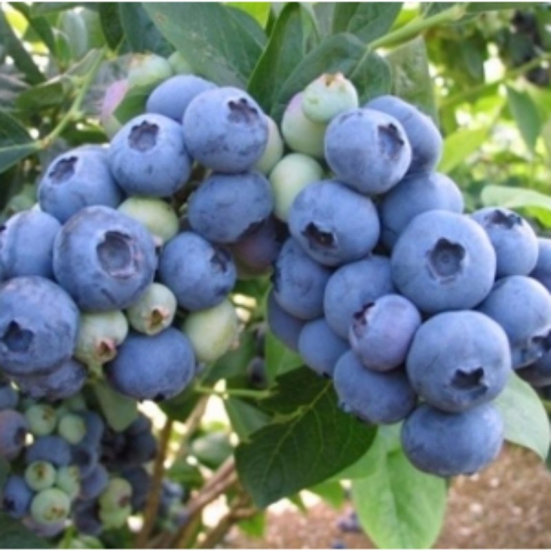 专用杜克蓝莓种植商