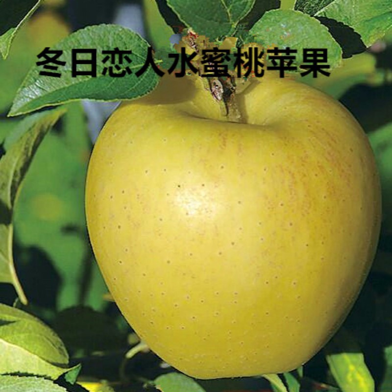 正规爱妃苹果幼苗好品种