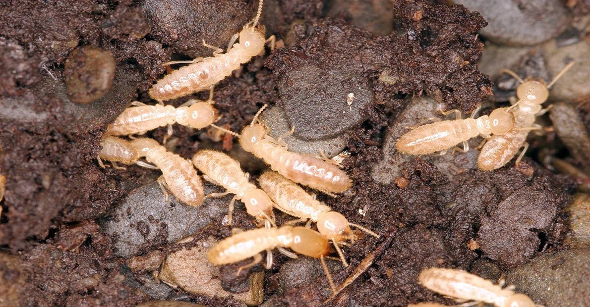 四川眉山青神专业养殖场白蚁防治方法-四川绿朗环境治理有限公司_臣材