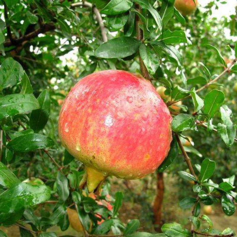 正规蒙阳红石榴树流行品种