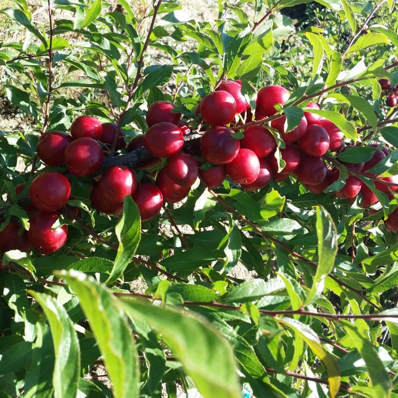 海东生产欧李品种
