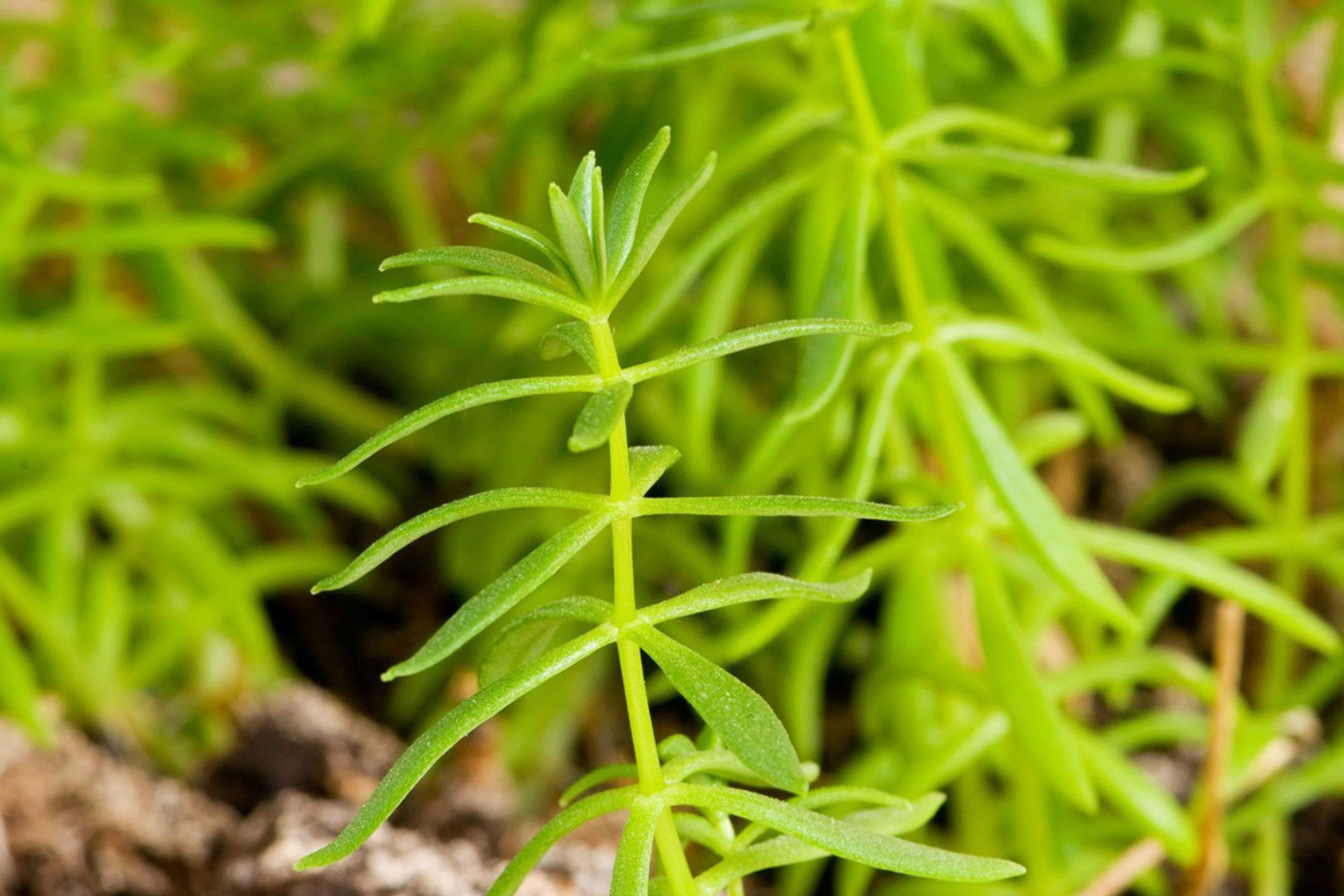 盐津正规预混料原料哪家便宜