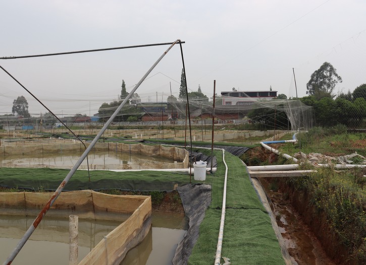 重庆市牛蛙种苗-四川省牛蛙种苗-眉山市志勤牛蛙养殖有限公司
